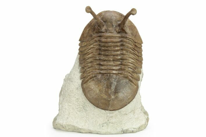 Stalk-Eyed Asaphus Kowalewskii Trilobite #228876